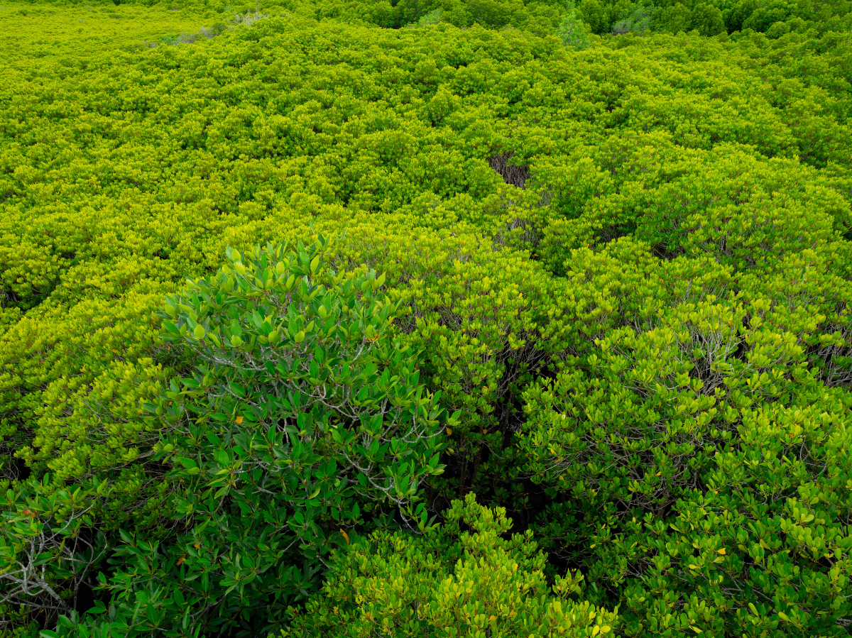 Klimawandel im Fokus: COP30 startet in Brasilien – Ein kritischer Moment!
